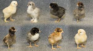 15 correct bantam breed chart