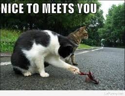 No doubt, animals are the cutest creatures of nature. Facebook Animals And Wisdom Quotes Funny Quotes Page 2 Quote Of The Day Dogtrainingobedienceschool Com