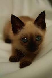 See more of seal point siamese kittens on facebook. How To Stop Siamese Cats From Biting Tripsandthecity