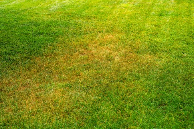 Lawn turning brown