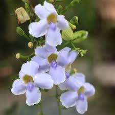 Image result for Thunbergia gossweileri
