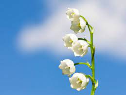 Cette fleur a été inclus dans le bouqeut pour la duchesse katherine. Comment Envoyer Un Brin De Muguet Virtuel Pour Le 1er Mai Femme Actuelle Le Mag