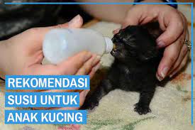 Oleh karena itu, susu berkandungan tinggi protein dan lemak sangat direkomendasikan. 10 Rekomendasi Susu Untuk Anak Kucing Yang Sehat Kucingklik Com