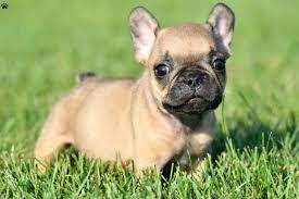 Maybe you would like to learn more about one of these? 5 Things To Know When Buying A French Bulldog Puppy The Frisky