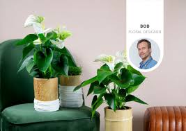 Fill in with additional potting mix around the sides. Where Can You Order An Anthurium Plant Online Anthurium English