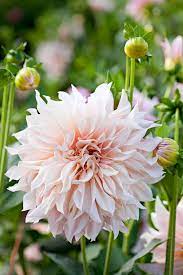 5 Common Mistakes When Growing Dahlias And What To Do Instead Growing Dahlias Rose Like Flowers Big Blooms