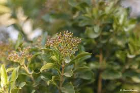 Image result for Nuxia congesta