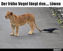 Der Fruhe Vogel Fangt Den Lowen In 2020 Lustige Bilder Von Tieren Witze Lustig Freitag Spruche Lustig