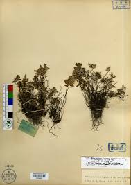 Image result for Sinopteridaceae