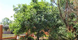 Image result for Celtis africana