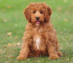 Cavapoo Cavapoo Puppies Cavapoo Dogs Cavachon Dog