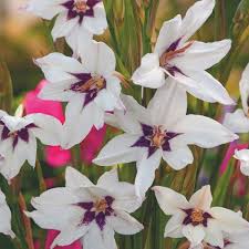 Image result for Gladiolus murielae