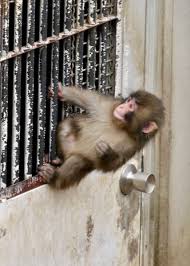 These spot the difference games are getting harder Punch the monkey 🤝 Mat Barzal