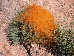 Image result for Cuscuta abyssinica