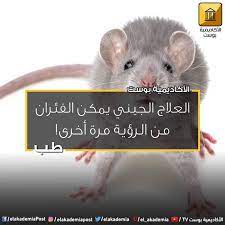 العلاج الجيني يمكن الفئران من الرؤية مرة أخرى يعاني حوالي 170 مليون شخص حول العالم من الضمور البقعي macular degeneration المرتبط بالسن الذي يص animals hamster