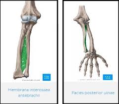 In human anatomy, the extensor pollicis longus muscle (epl) is a skeletal muscle located dorsally on the forearm. M Extensor Pollicis Longus Flashcards Quizlet