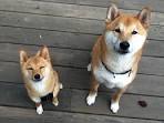The Mini Or Mame Shiba Inu – Facts And Information - My ...