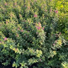 Image result for Indigofera