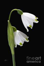 Pin On Botanical Illustration And Photography