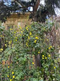 Image result for Jasminum meyeri-johannis