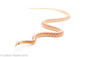 Thamnophis is a community dedicated to the raising and husbandry of garter snakes. Albino Garter Snake Outback Reptiles
