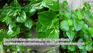 Bagian atas daun sirih cina yang berlapis lilin membuatnya terlihat mengkilat terutama saat bunga sirih cina. Daun Sirih Cina Morfologi Kandungan Kimia Dan Manfaat Kesehatannya