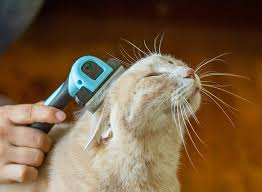 Kedi Sahiplenecekler Icin Temel Ihtiyaclar Listesi Ajanimo