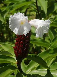 Image result for Costus
