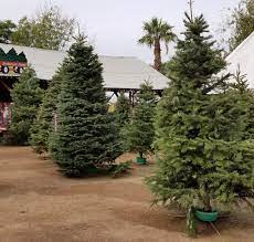 Ride the christmas train or take a leisurely stroll to pick out your tree. 10 Best Christmas Tree Farms In Arizona With The Perfect Holiday Trees