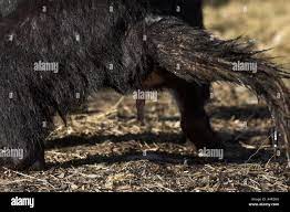 Tasmanian devil sarcophilus harrisi penis Stock Photo - Alamy
