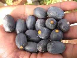 Image result for Canarium schweinfurthii