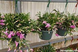 Propagate a christmas cactus in dirt. Christmas Cactus Care A Long Lasting Succulent Houseplant