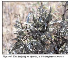 Grazing And Browsing How Plants Are Affected What Happens To A Plant