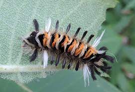 Milkweed tussock moth caterpillar dangerous. Milkweed Tussock Moth Caterpillar What S That Bug