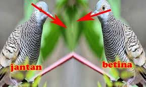 Perbedaan burung derkuku jantan dan betina bisa di lihat dari berbagai kriteria. Ciri2 Burung Perkutut Jantan Contoh Lif Co Id
