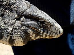 Black And White Lizard Arizona Tegue Lizard Lizard Trip My Travel