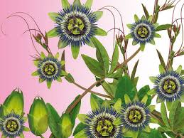 Maybe you would like to learn more about one of these? Sympathy Flowers A Guide To Sending Condolence Flowers Funeral Guide