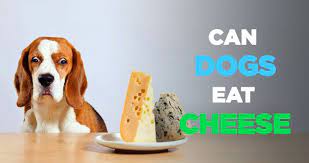Can Dogs Eat Cheese Everyday Or Is Cheese Bad For Dogs To Eat Can Dogs Eat Foods Bad For Dogs Dog Eating