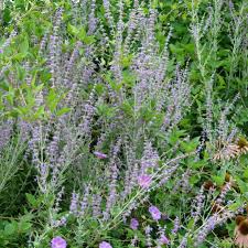 Image result for perovskia atriplicifolia 'little spire'