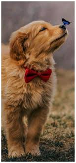 Chiens Panosundaki Pin