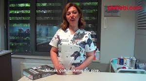 uzman cevabi kedi ve kopek piresi insana gecer mi youtube