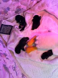 Pillowface frenchies 新增了1 張相片。