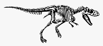 We offer you for free download top of dinosaur skeleton clipart pictures. Transparent Dinosaur Bone Clipart Dinosaur Skeleton Png Transparent Background Png Download Transparent Png Image Pngitem