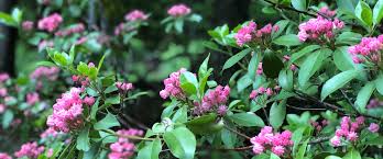 Flowers on the hill danbury. Town Of Danbury New Hampshire
