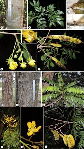 Image result for Chamaecrista wittei