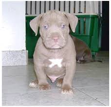 We are a family owned and operated business and have been breeding and selling pitbulls since 1998. Pitbull Puppies For Sale Near Me Cheap