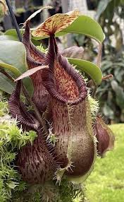 Image result for Nesaea heptamera