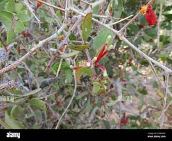 Image result for Tapinanthus oleifolius