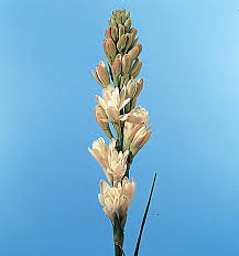 Image result for Polianthes tuberosa