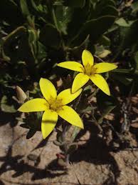 Image result for Sebaea